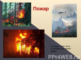 Пожар От жары горят леса и погибает все живое вокруг.