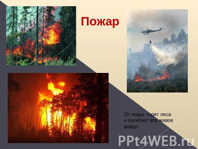 Пожар От жары горят леса и погибает все живое вокруг.