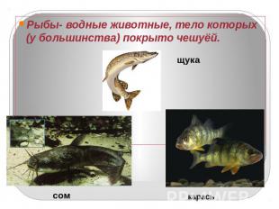 Рыбы- водные животные, тело которых (у большинства) покрыто чешуёй. щука сом кар
