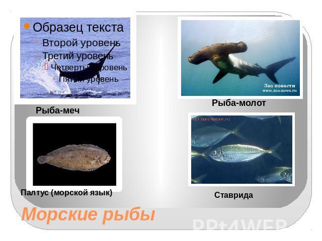 Морские рыбы Рыба-меч Рыба-молот Палтус (морской язык) Ставрида