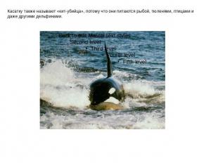 Касатку также называют «кит-убийца», потому что они питаются рыбой, тюленями, пт