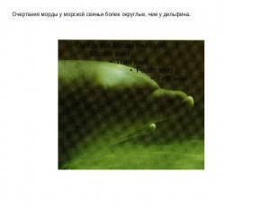 Очертания морды у морской свиньи более округлые, чем у дельфина.