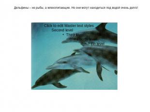 Дельфины – не рыбы, а млекопитающие. Но они могут находиться под водой очень дол