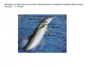 Дельфины, которые обычно участвуют в представлениях, называются дельфины-бутылко