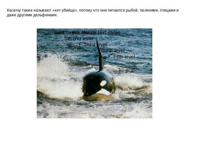 Касатку также называют «кит-убийца», потому что они питаются рыбой, тюленями, птицами и даже другими дельфинами.