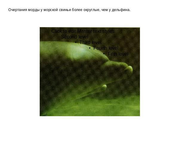 Очертания морды у морской свиньи более округлые, чем у дельфина.