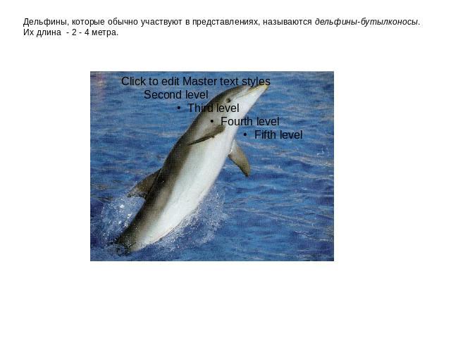 Дельфины, которые обычно участвуют в представлениях, называются дельфины-бутылконосы. Их длина - 2 - 4 метра.