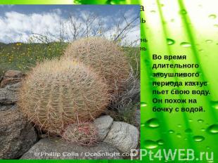 Во время длительного засушливого периода кактус пьет свою воду. Он похож на бочк