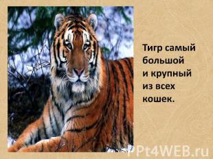 Тигр самый большой и крупный из всех кошек.