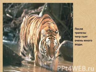 После трапезы тигр пьет очень много воды.