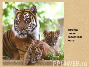 Тигрица очень заботливая мать.