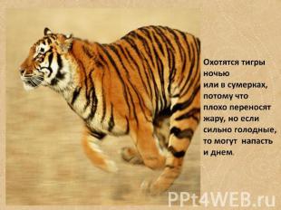 Охотятся тигры ночью или в сумерках, потому что плохо переносят жару, но если си