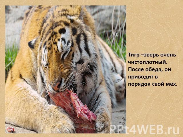 Тигр- зверь очень чистоплотный. После обеда, он приводит в порядок свой мех.