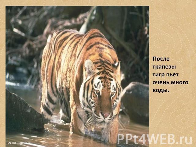 После трапезы тигр пьет очень много воды.