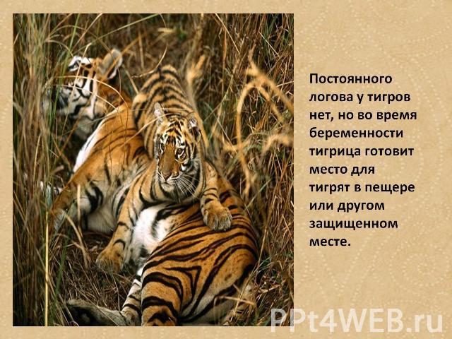 Постоянного логова у тигров нет, но во время беременности тигрица готовит место для тигрят в пещере или другом защишенном месте.