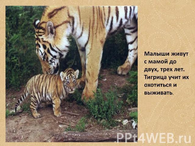 Малыши живут с мамой до двух, трех лет. Тигрица учит их охотиться и выживать.