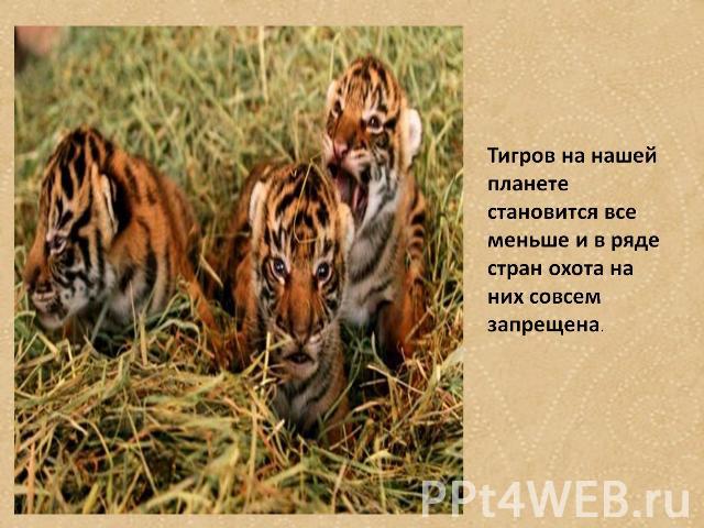 Тигров на нашей планете становится все меньше и в ряде стран охота на них совсем запрещена.