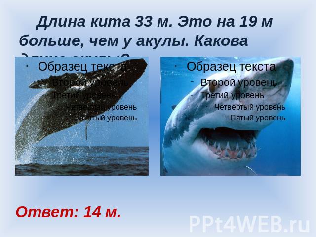 Длина кита 33 м. Это на 19 м больше, чем у акулы. Какова длина акулы? Ответ: 14 м.