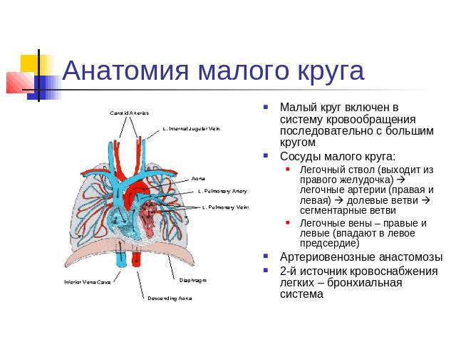 Анатомия малого круга Малый круг включен в систему кровообращения последовательно с большим кругом Сосуды малого круга: Легочный ствол (выходит из правого желудочка) легочные артерии (правая и левая) долевые ветви сегментарные ветви Легочные вены – …