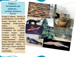 Байкал – бесценный дар природы – да будет вечен на Земле! Флора и фауна богата и