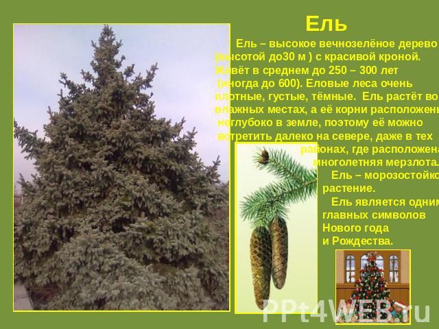 Ель Ель – высокое вечнозелёное дерево (высотой до30 м ) с красивой кроной. Живёт в среднем до 250 – 300 лет (иногда до 600). Еловые леса очень плотные, густые, тёмные. Ель растёт во влажных местах, а её корни расположены неглубоко в земле, поэтому е…