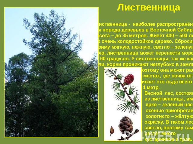 Лиственница Лиственница - наиболее распространён – ная порода деревьев в Восточной Сибири. Высота – до 35 метров. Живёт 400 – 500 лет. Это очень холодостойкое дерево. Сбросив на зиму мягкую, нежную, светло – зелёную хвою, лиственница может перенести…