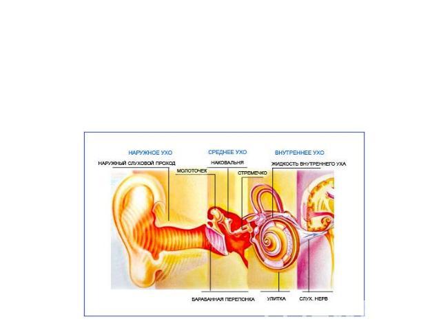 Кондуктивная тугоухость Тугоухость, вызываемая препятствиями на пути проведения звуков и их усиления, называется кондуктивной. Препятствие возникает на уровне наружного уха или среднего уха.