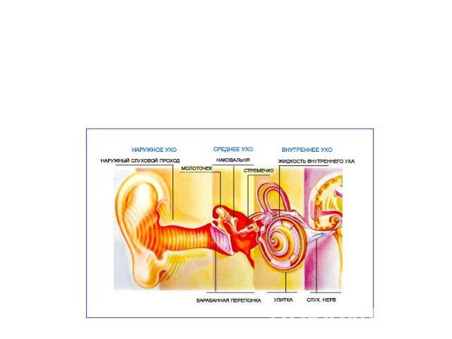 Нейросенсорная тугоухость - развивается вследствие повреждения нервных клеток во внутреннем ухе, слухового нерва и центра слуховой системы.