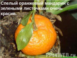 Спелый оранжевый мандарин с зелеными листочками очень красив.