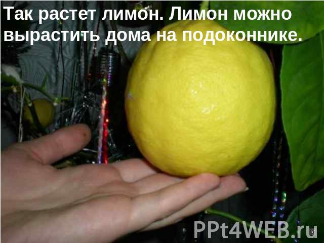 Так растет лимон. Лимон можно вырастить дома на подоконнике.