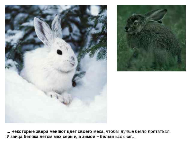... Некоторые звери меняют цвет своего меха, чтобы лучше было прятаться. У зайца беляка летом мех серый, а зимой – белый как снег...
