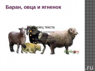 Баран, овца и ягненок