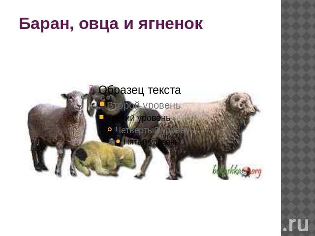 Баран, овца и ягненок