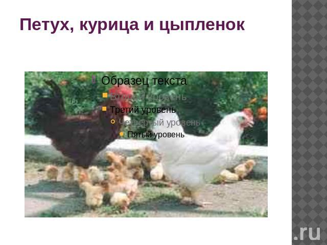 Петух, курица и цыпленок