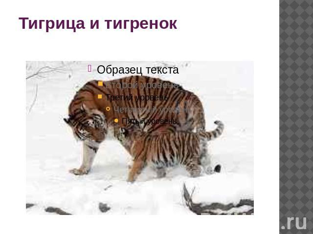 Тигрица и тигренок
