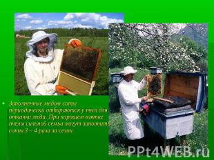 Заполненные медом соты периодически отбираются у пчел для откачки меда. При хоро