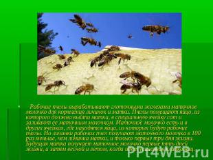 Рабочие пчелы вырабатывают глоточными железами маточное молочко для кормления ли