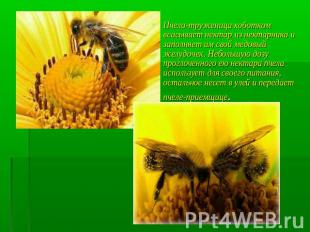 Пчела-труженица хоботком всасывает нектар из нектарника и заполняет им свой медо