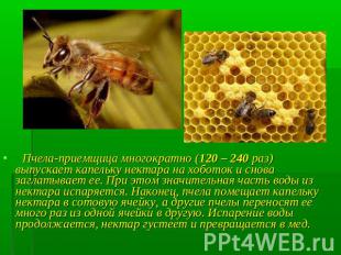 Пчела-приемщица многократно (120 – 240 раз) выпускает капельку нектара на хобото