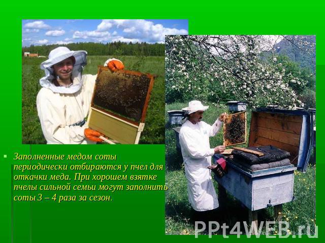Заполненные медом соты периодически отбираются у пчел для откачки меда. При хорошем взятке пчелы сильной семьи могут заполнить соты 3 – 4 раза за сезон.
