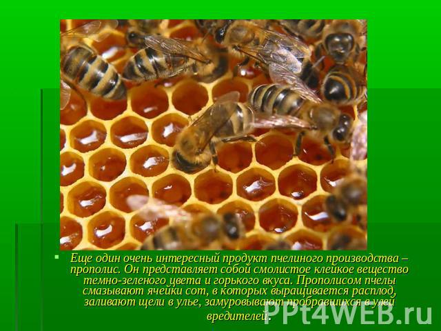 Еще один очень интересный продукт пчелиного производства – прополис. Он представляет собой смолистое клейкое вещество темно-зеленого цвета и горького вкуса. Прополисом пчелы смазывают ячейки сот, в которых выращивается расплод, заливают щели в улье,…