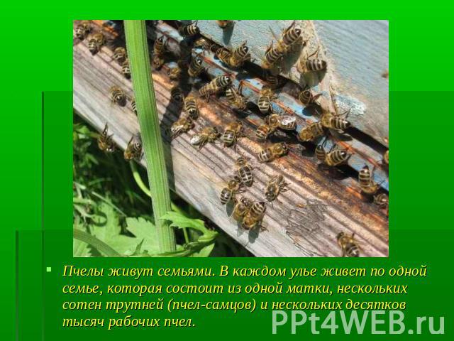 Пчелы живут семьями. В каждом улье живет по одной семье, которая состоит из одной матки, нескольких сотен трутней (пчел-самцов) и нескольких десятков тысяч рабочих пчел.