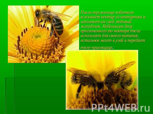 Пчела-труженица хоботком всасывает нектар из нектарника и заполняет им свой медовый желудочек. Небольшую дозу проглоченного ею нектара пчела использует для своего питания, остальное несет в улей и передает пчеле-приемщице.