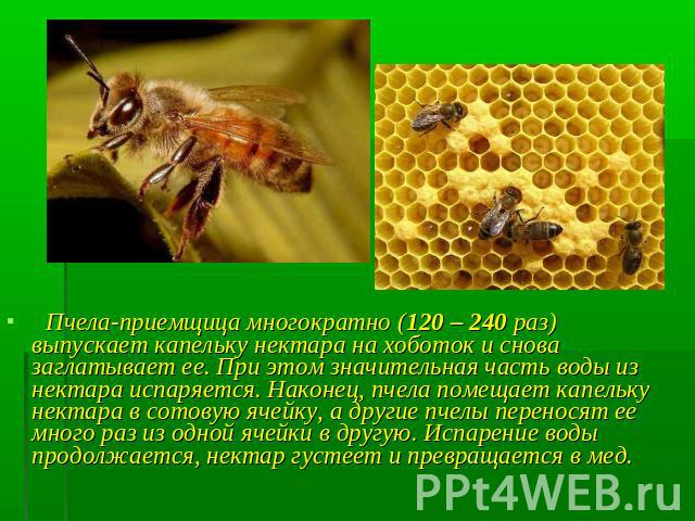 Пчела-приемщица многократно (120 – 240 раз) выпускает капельку нектара на хоботок и снова заглатывает ее. При этом значительная часть воды из нектара испаряется. Наконец, пчела помещает капельку нектара в сотовую ячейку, а другие пчелы переносят ее …