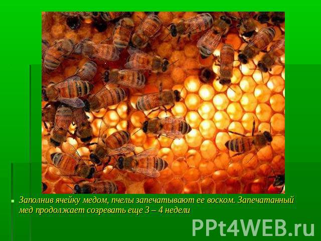 Заполнив ячейку медом, пчелы запечатывают ее воском. Запечатанный мед продолжает созревать еще 3 – 4 недели