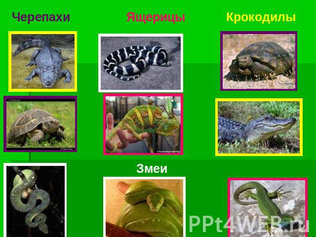 Черепахи Ящерицы Крокодилы Змеи