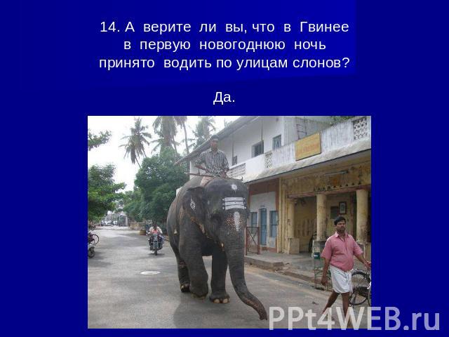 14. А верите ли вы, что в Гвинеев первую новогоднюю ночьпринято водить по улицам слонов?