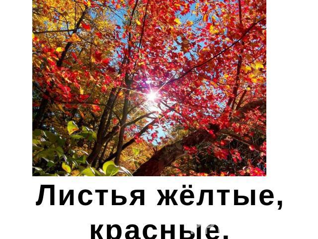 Листья жёлтые, красные, оранжевые.