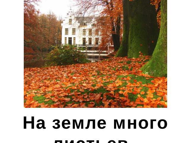 На земле много листьев.