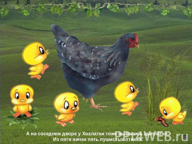 А на соседнем дворе у Хохлатки тоже вывелись цыплятки. Из пяти яичек пять пушистых птичек.